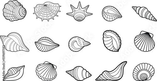 Collection of various seashells and mollusk shells isolated on white background