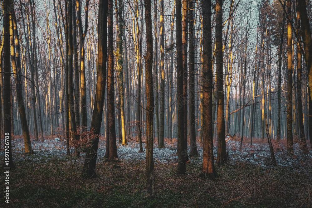 Obraz premium Forest in winter with bare trees illuminated by warm sunlight. A light dusting of snow on the ground adds seasonal atmosphere to the quiet woodland scene.