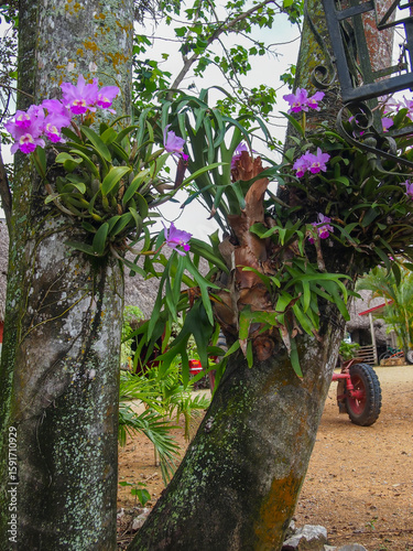 Purple orchids growing on tree trunks in a tropical rural area, with visible lichen, green leaves, and a red cart wheel in the background.