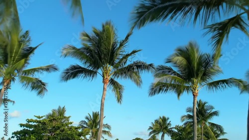Wallpaper Mural Palm trees swaying in a tropical breeze Torontodigital.ca