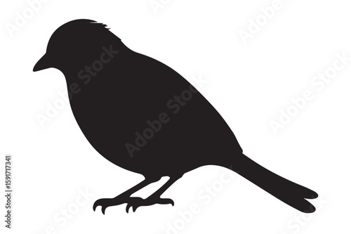 Canary Bird