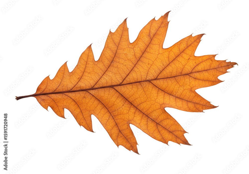Fototapeta premium A single, detailed oak leaf in warm autumn colors, showcasing intricate veins, isolated on white isolated on transparent background