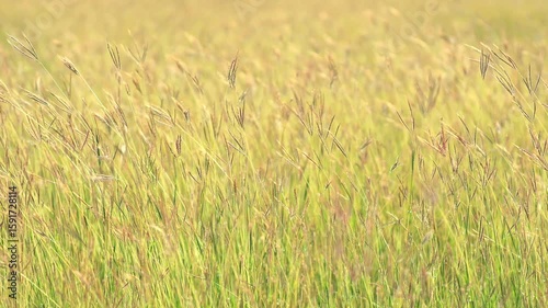 ํYellow bluestem grass blooming with insect flying, Wild flowers field