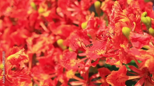 Flam-boyant flower (Delonix regia) with Honey bee, The Flame Tree flower or Royal Poinciana flower, Red flower	