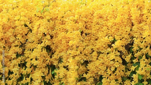 Beautiful yellow Dolichandra unguis-cati flowers with insect (cats claw creeper or cat's claw trumpet), Yellow flowers in springtime