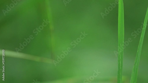 Black dragonfly on a green leaf with green background, Dragonfly close-up	