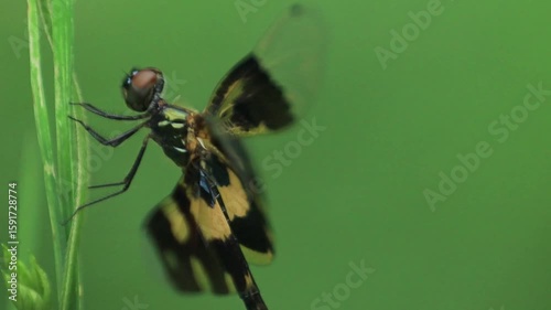 Black dragonfly on a green leaf with green background, Dragonfly close-up	