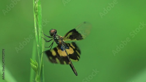 Black dragonfly on a green leaf with green background, Dragonfly close-up	