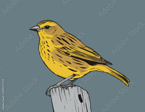 Yellowhammer