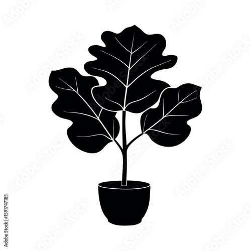Elegant black fiddle leaf fig botanical graphic Line Art Vector illustration
