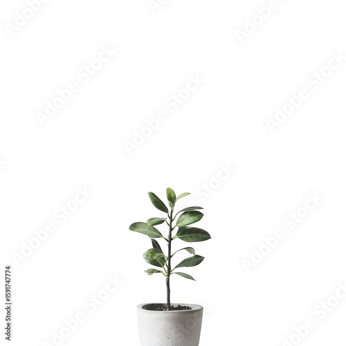 Single houseplant in a light gray pot