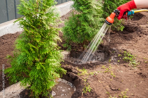 Slika na platnu Close-up of a person watering newly planted evergreen trees to encourage their healthy growth in a garden