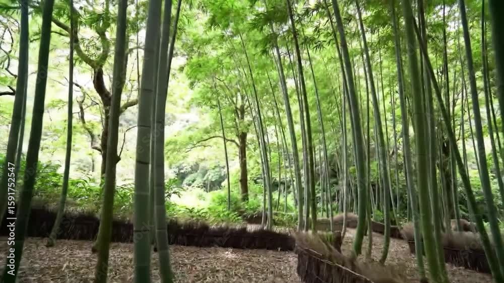 Bamboo Forest Serene green space with tall bamboo stalks and lush trees filling the frame