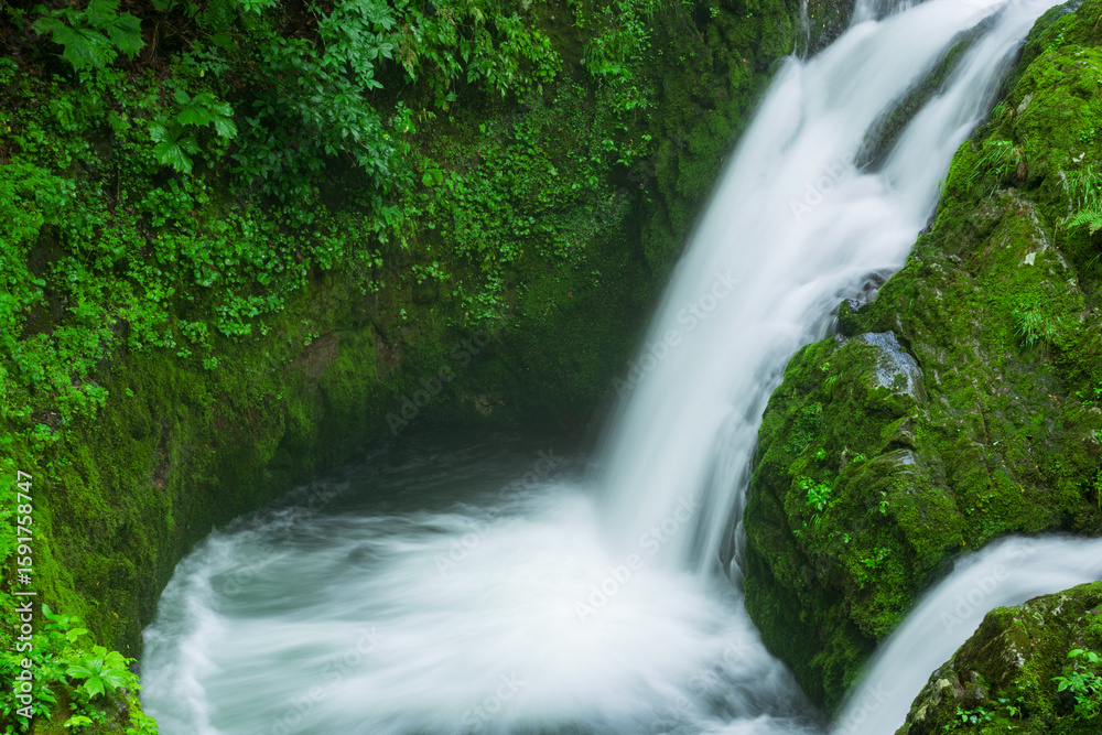 Obraz premium waterfall in the green forest