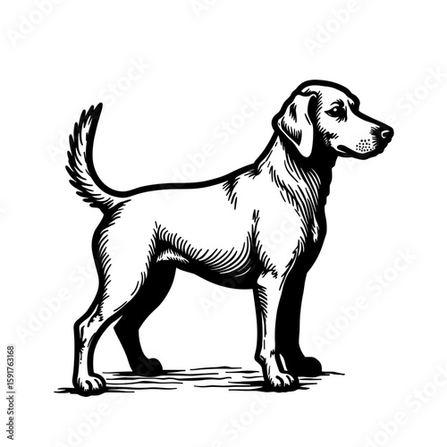 Standing dog looking sideways in detailed black sketch style - loyal domestic pet illustration - canine animal graphic