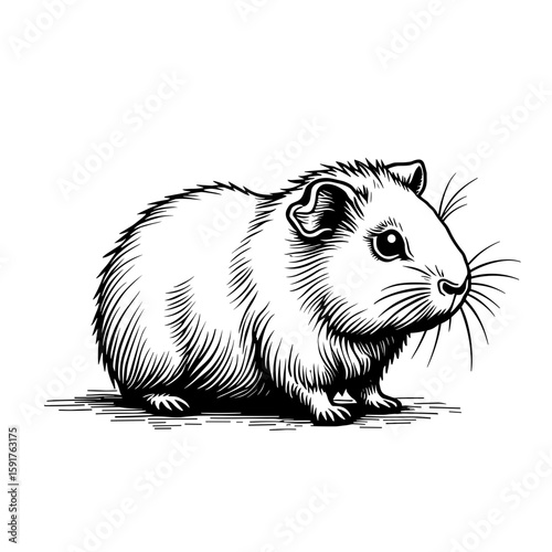 Fluffy guinea pig in side view sitting calmly in hand-drawn sketch style - domestic rodent animal for pet themes and cute illustrations