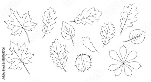Minimal line drawing of various fall leaves in black
and white