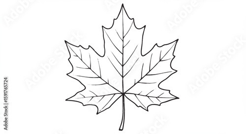 Black and white minimal line art of a single maple
leaf.
