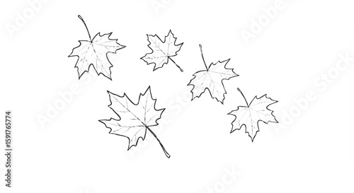 Minimal black and white line drawing of several
falling maple leaves.