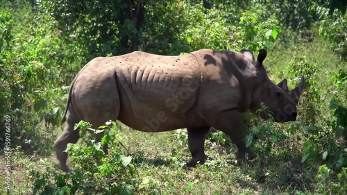 Rhinoceros in a lush green forest