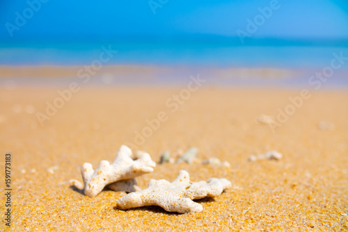 Fototapeta Naklejka Na Ścianę i Meble -  Corals on the sand on the seashore. Seascape background, sandy shore with corals and shells.