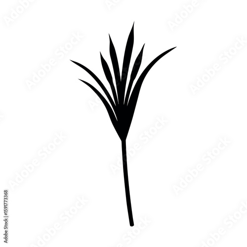 Minimalist lemongrass stalk in botanical shape Line Art Vector illustration
