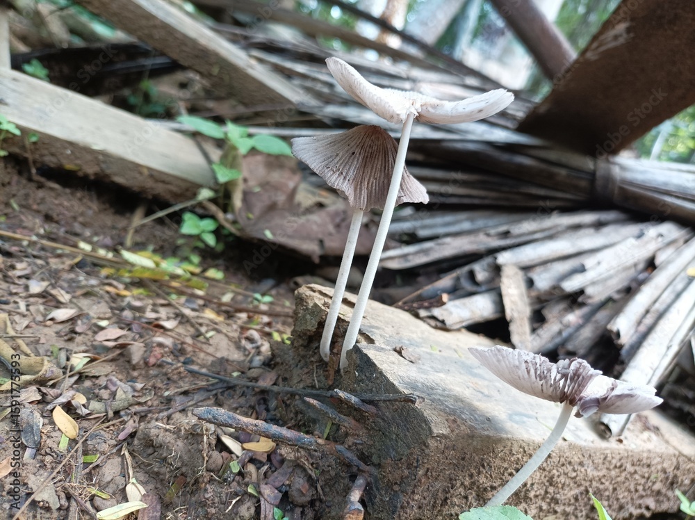 Obraz premium Umbrella-shaped mushrooms are white in color and grow in rural yards.