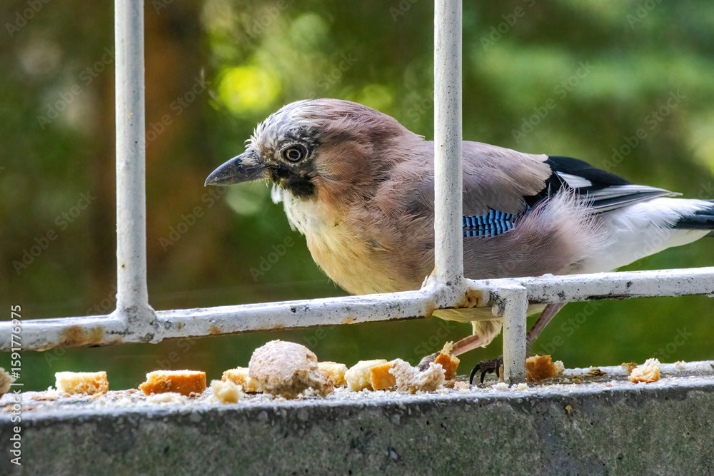 Fototapeta premium Close-up of eurasian jay perching