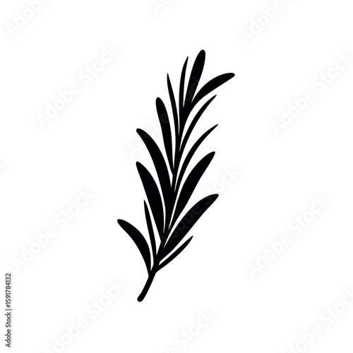 Delicate rosemary branch herbal design Line Art Vector illustration
