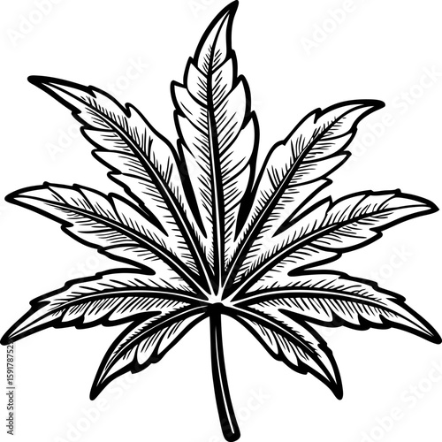 Hand drawn cannabis leaf illustration detailed black and white botanical drawing, isolated hemp plant leaf sketch