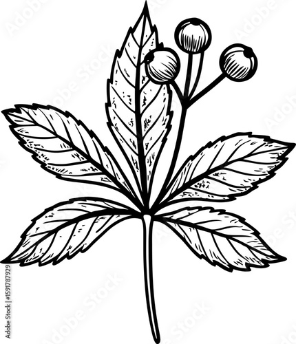 botanical illustration of chestnut leaf and nuts detailed black line drawing, hand sketched nature plant element