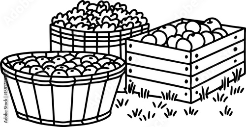 Harvested apples and fruits in wooden baskets and crate fresh produce collection, rural orchard gathering