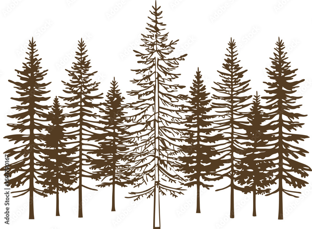 Obraz premium Tall pine and fir forest silhouette evergreen coniferous trees group in vintage style, nature woodland illustration