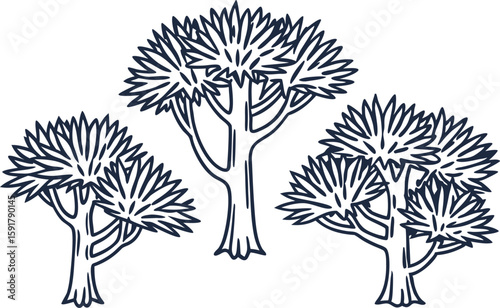 Dragon trees illustration three hand drawn exotic tropical plants with spiky leaves in simple line art