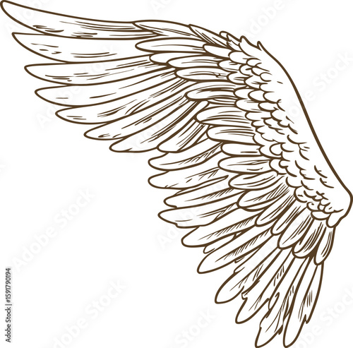 Detailed angel wing illustration hand drawn feathered wing, sketch style, isolated decorative fantasy element