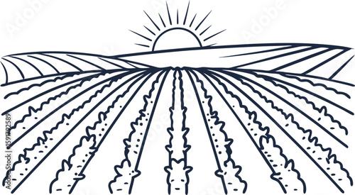 Sunrise over agricultural field rows of crops, farming landscape, rural farmland with plants and morning sun