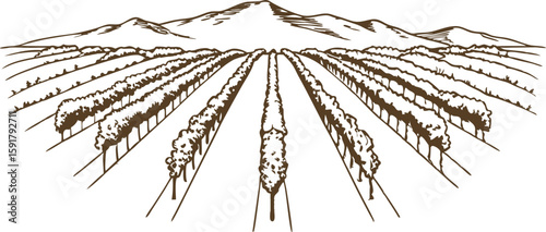 Vineyard rows illustration with distant mountains agricultural landscape, hand drawn rural farmland nature scene