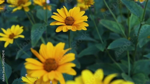 heliopsis close-up. Landscape design in the environment.