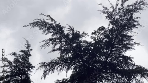 Bottom view shot of scary cloudy sky and strong wind blowing high pine tree branches, global warming and climate change leading to natural disasters, power of nature and bad weather conditions