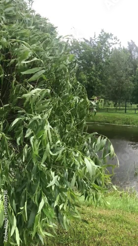 The hurricane wind sways the trees. Strong gusts are windy.
