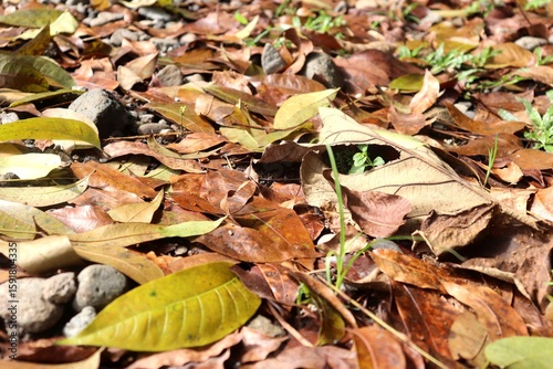 Photo of fallen leaves or leaf litter on rocky ground. Brown and green colors dominate, natural texture is evident. Suitable for background or nature illustration.