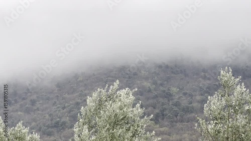 After rain evergreen mountains covered with dense mist, storm weather in forest