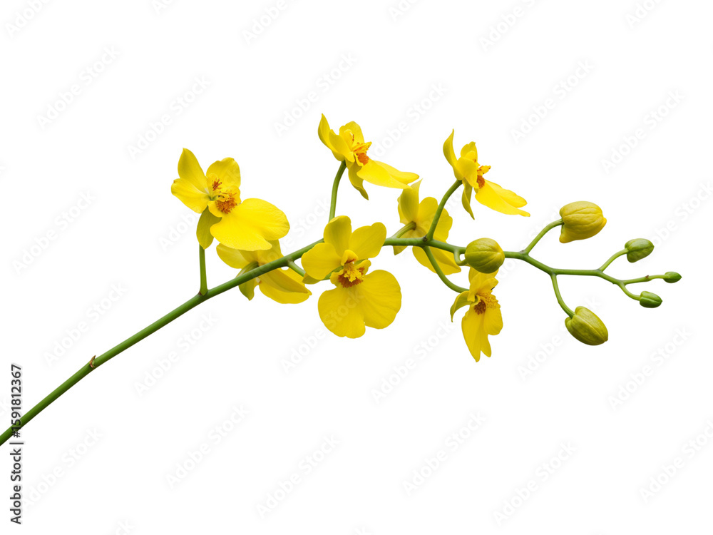 Naklejka premium A delicate stem of bright yellow orchid flowers and buds isolated on transparent background