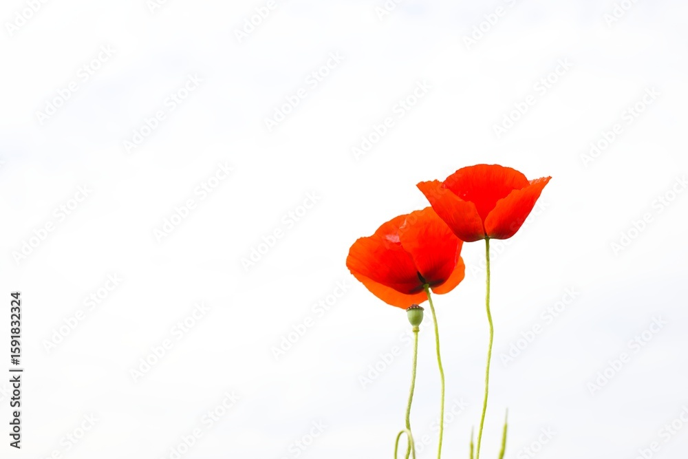 Obraz premium A field of red poppies stretches as far as the eye can see, each flower adding to the vibrant, natural tapestry.