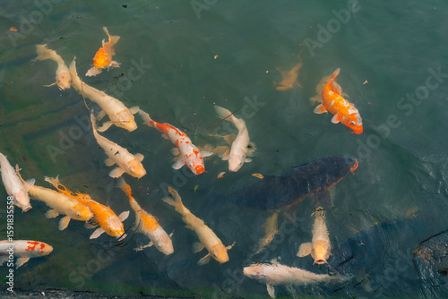 Quadro su tela Japan koi fish or Fancy Carp swimming in a black pond fish pond