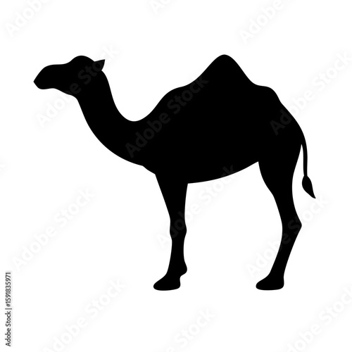 camel in desert