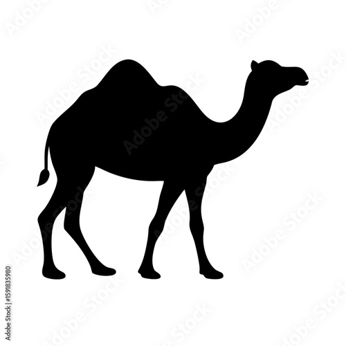 camel in desert