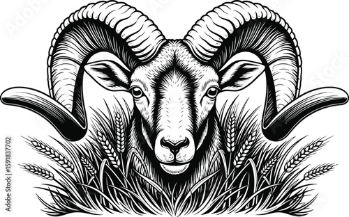 Detailed illustration showcases a ram with large horns standing amidst stylized wheat in a striking black and white graphic.
