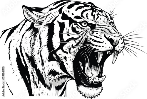 Majestic tiger roars in a striking black and white illustration, showcasing its powerful features and wild nature with intense detail.