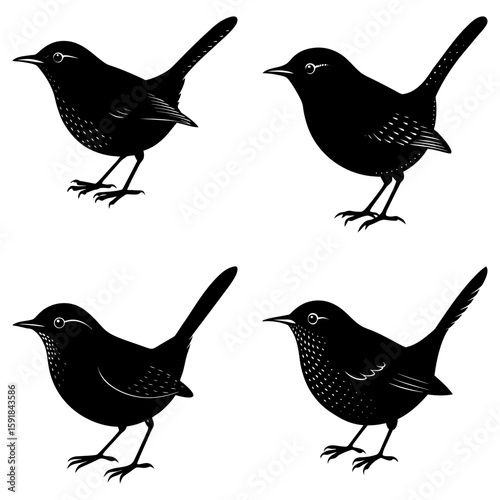 Four silhouette illustrations of small birds with short wings and upturned tails in various poses